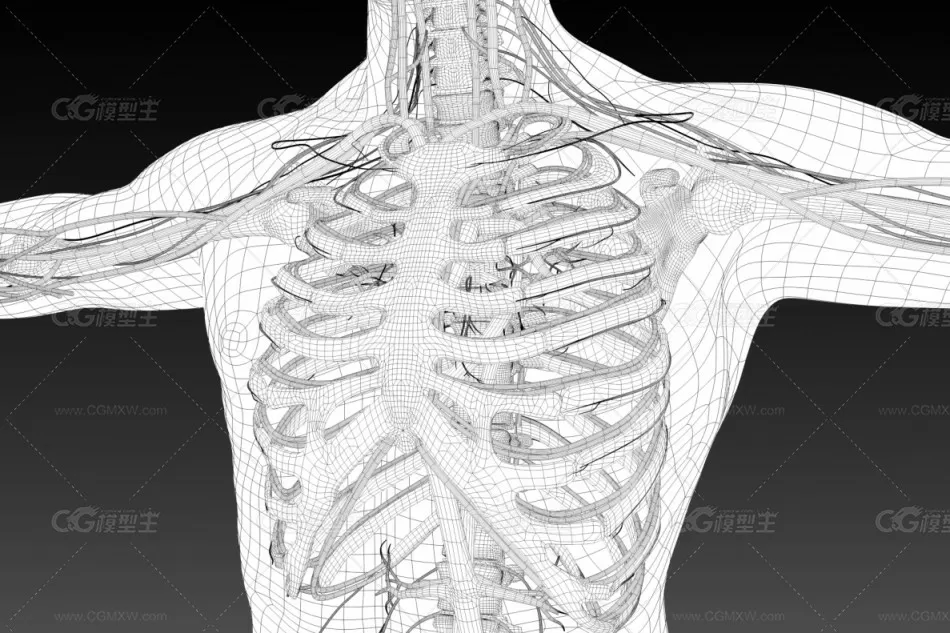 人体血管构造模型-11