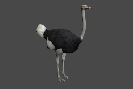 次时代 鸵鸟 3D模型