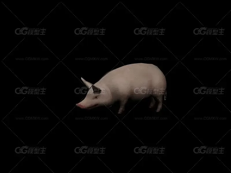 猪 3D模型免费下载-1