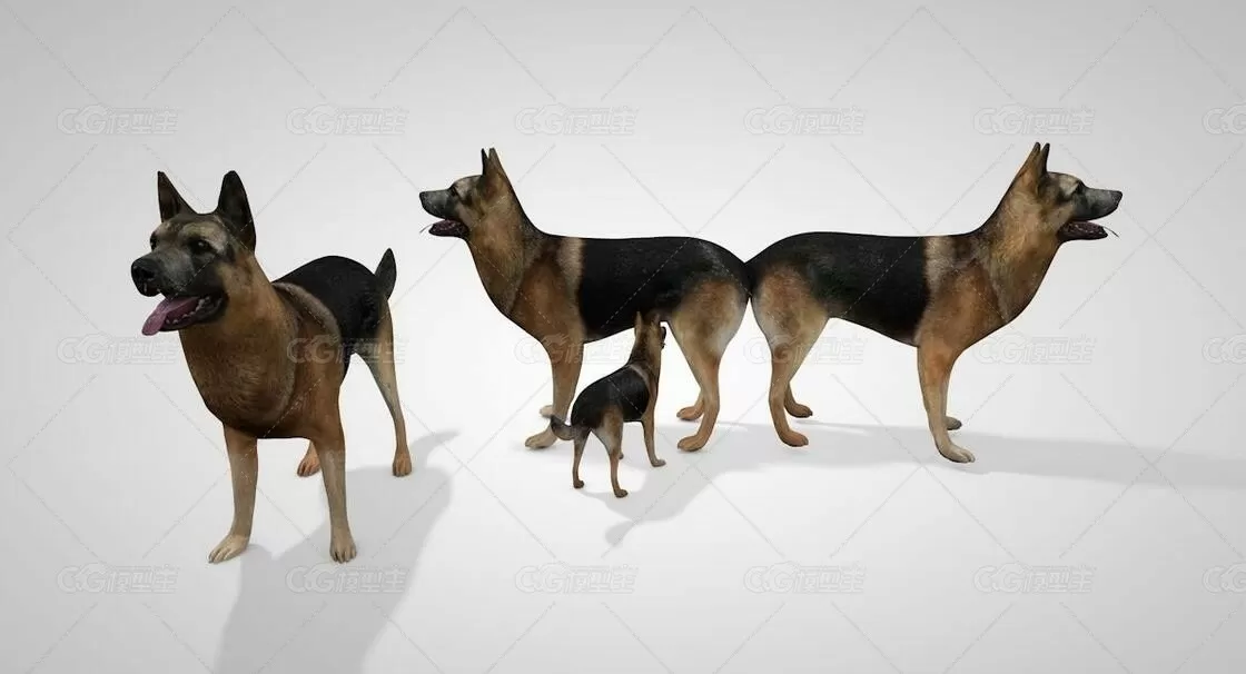 逼真写实德国黑背狼狗狼犬 C4D动物模型-1