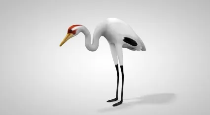 丹顶鹤 C4D动物模型