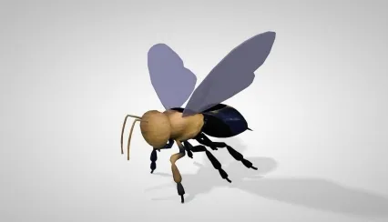蜜蜂 C4D昆虫模型