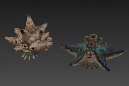 海星 3D模型