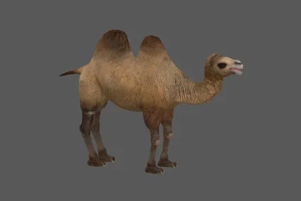 骆驼 3D模型