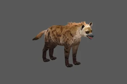 鬣狗 3D模型