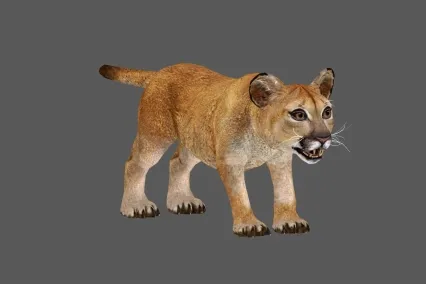 小狮子 3D模型