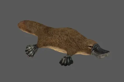 鸭嘴兽 3D模型