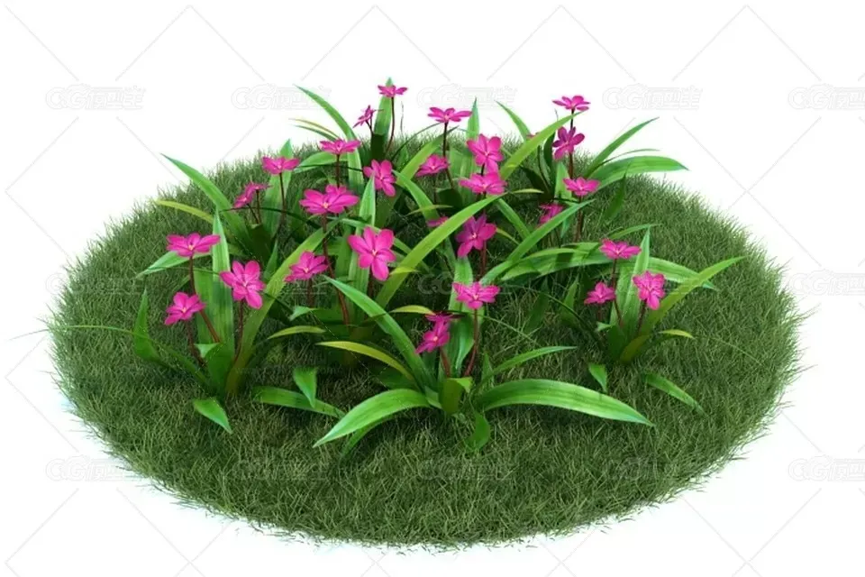 樱茅或红金梅草 cg模型-1