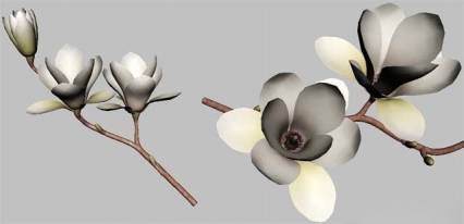 玉兰花的植物模型 CG模型