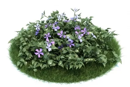 异形蔓长春花 3D模型