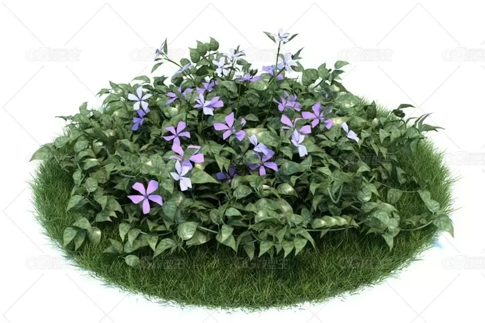 异形蔓长春花 3D模型-1