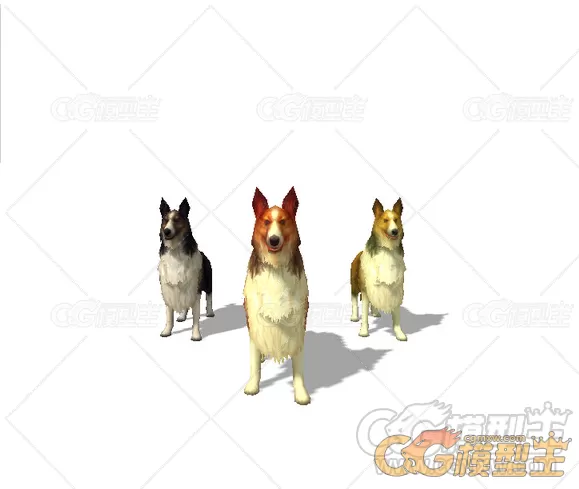 三只牧羊犬-2