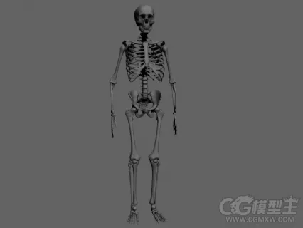 人体骨骼 骨架模型 骷髅