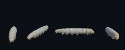 蚕 蚕蛹 养蚕
