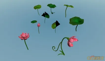 隐湖荷池  荷花