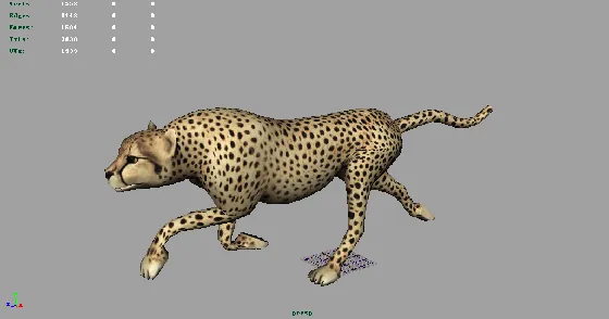 金钱豹 猎豹模型 带绑定动画 FBX格式
