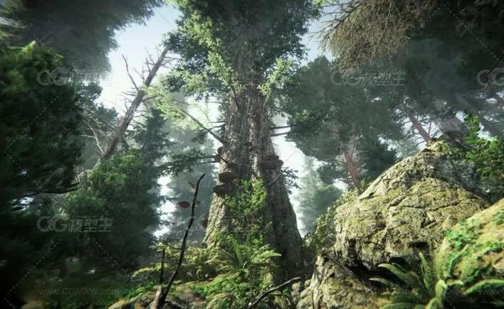 （森林植物，如花卉，植物，蕨类等）unity针叶林Coniferous forest 1.0-1