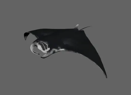 魔鬼鱼 鳐鱼 海洋生物 PBR流程 次时代模型 自带骨骼动作