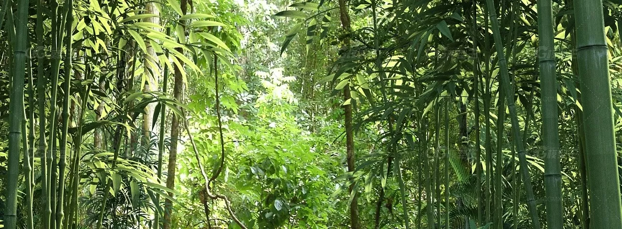 湿地景观-大熊猫自然保护区-原始森林热带云林-竹子树木-称帝大熊猫繁殖中心野外-4