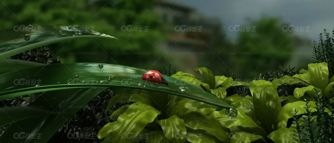 水滴-七星瓢虫-植物湿地景观特写-公园湖边-1