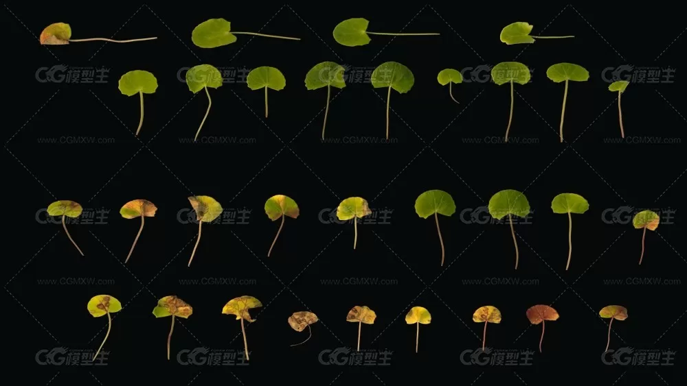 森林里的一块木头(菌类，落叶，树枝，青苔)\丛林地面的一块木头-9