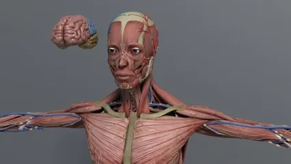 一个解剖级的艺用体型结构3D模型+贴图191M