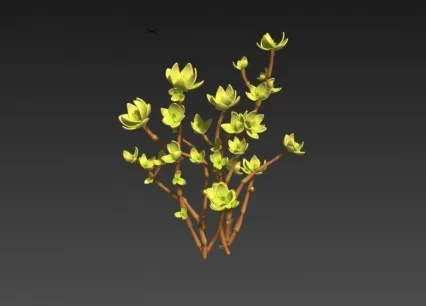 小植物 小树