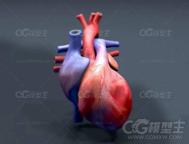 心脏3D模型 有动画-2