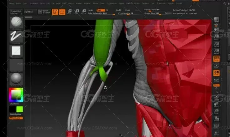 ZBrush人物解剖初学到入门视频教程-3