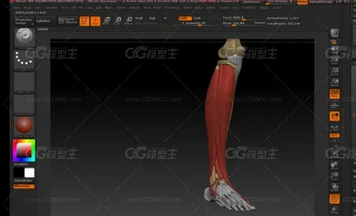 ZBrush人物解剖初学到入门视频教程-4