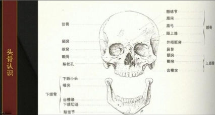 新手零基础学习人体结构的3D建模与技巧教程