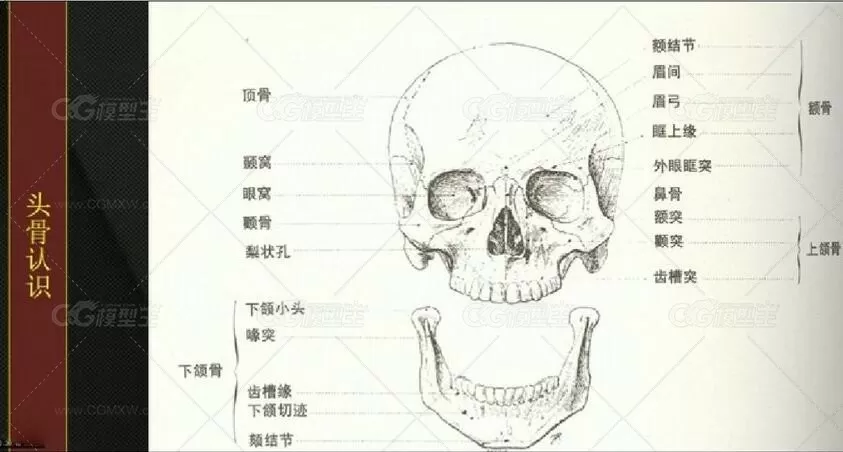 新手零基础学习人体结构的3D建模与技巧教程-1