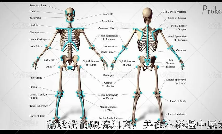 proko人物结构解剖高级教程-2