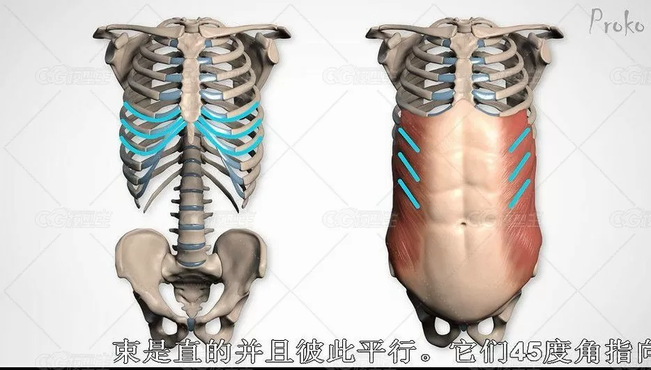 proko人物结构解剖高级教程-5