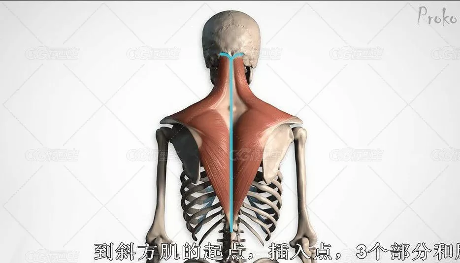 proko人物结构解剖高级教程-10