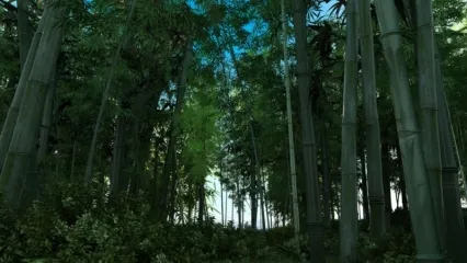 竹林-竹子-大熊猫的食物-竹笋自然保护区国家森林公园成都大熊猫繁育中心