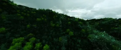 半鸟瞰人视山体热带山植物山峰树木丛林