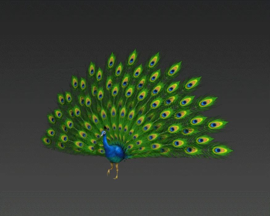 孔雀 孔雀开屏动画 绿孔雀