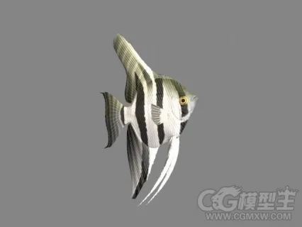 一条小金鱼