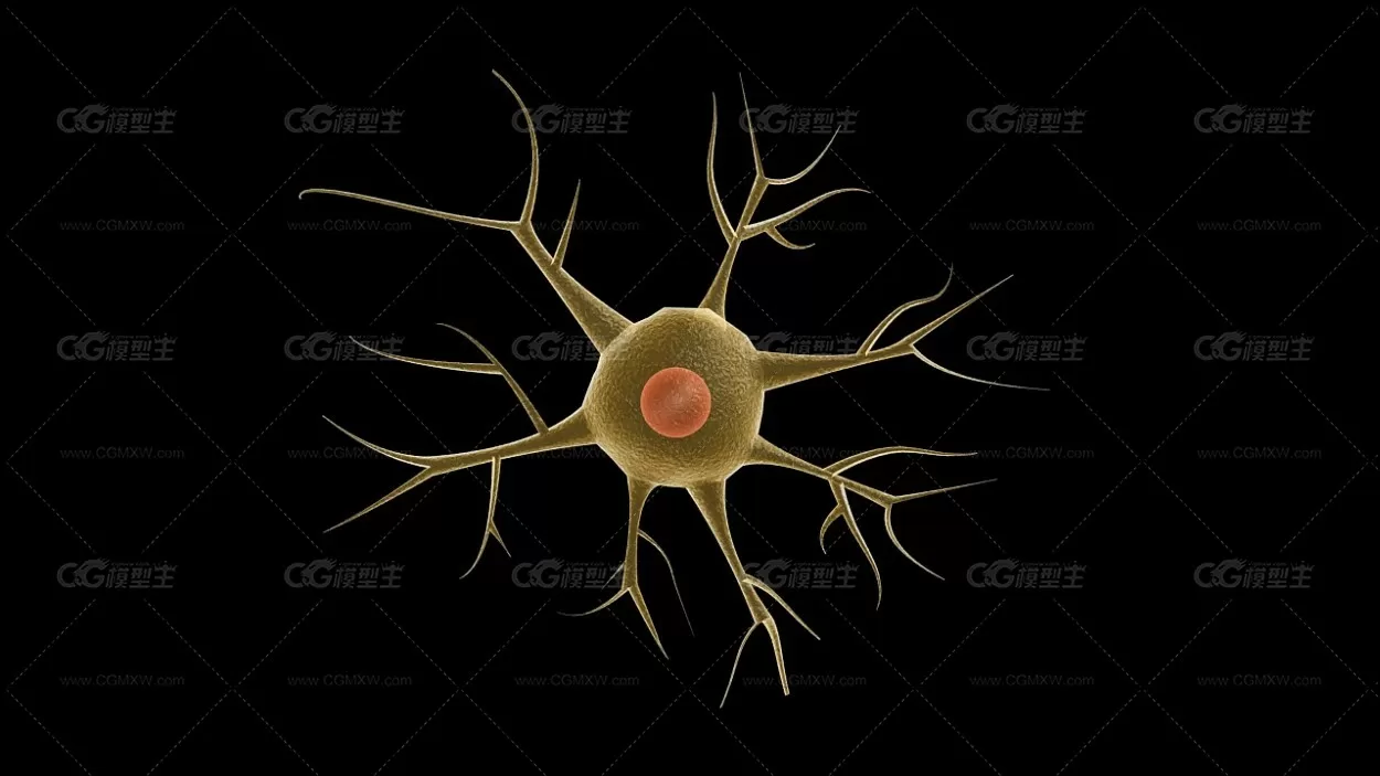神经元 神经原细胞 神经细胞 医学模型 神经胶质细胞-1