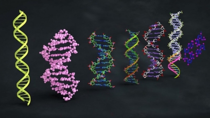 病毒 DNA,遗传基因DNA，螺旋结构 DNA排序 DNA结构模型 DNA链条 生物模型 遗传物质结