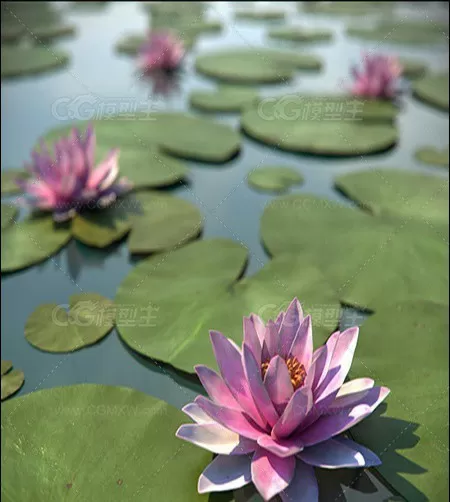 植物模型-1