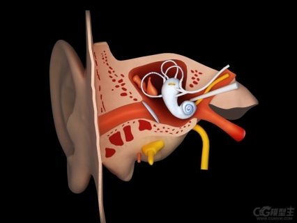 人物耳朵3D模型 耳朵内部结构3D模型