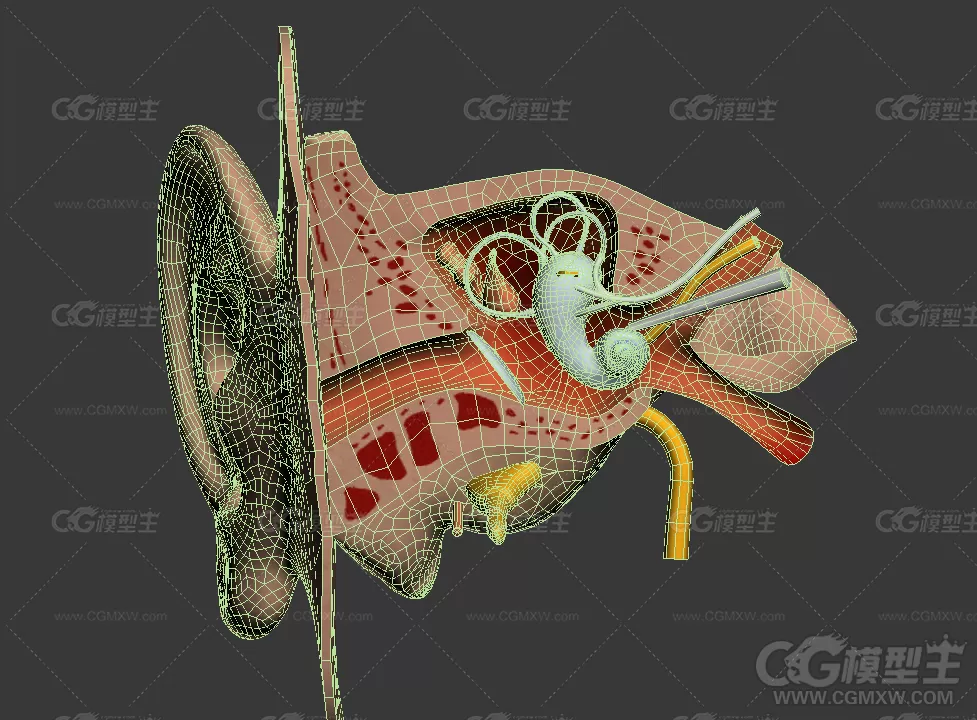 人物耳朵3D模型 耳朵内部结构3D模型-3