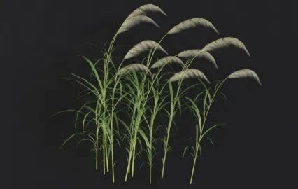 小草