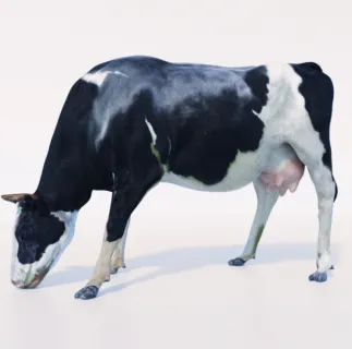 奶牛3D模型