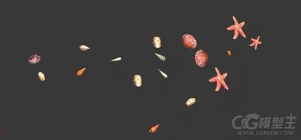 贝壳 海星