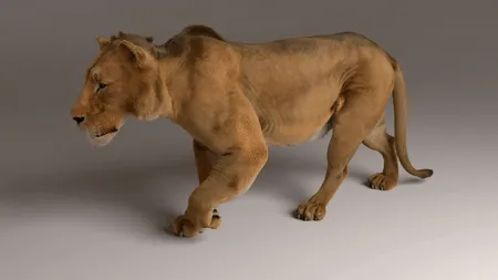 MAYA 院线级狮子 带骨骼 带动画-1