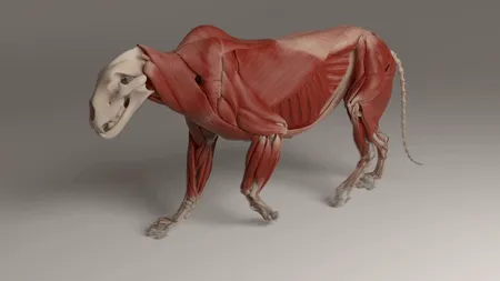 MAYA 院线级狮子 带骨骼 带动画-3