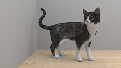 三花猫 Cat 3D模型